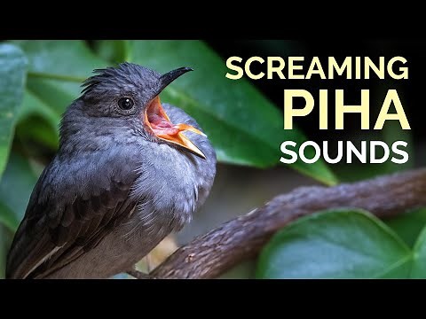 Screaming Piha Call & Sounds - One of the loudest birds in the Amazon!