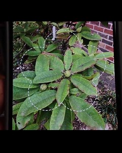 471 reactions · 291 shares | Can identify any plant and fruit! Teach you how to grow them! 塞復陋 Help you solve all plant problems quickly! 朗These include rare plants in the United States! Don't miss it! | PictureThis | Facebook