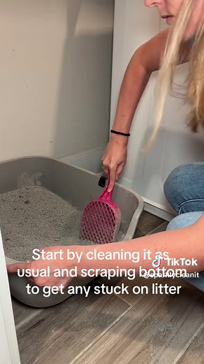How to Deep Clean Your Cat's Litter Box