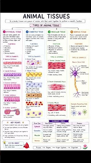chapter -3 (class -9 science)ttissues in action