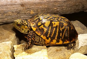 Ornate Box Turtle Care Sheet | Reptiles' Cove