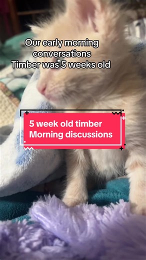 Timber's Early Days: Litter Box Training at Five Weeks
