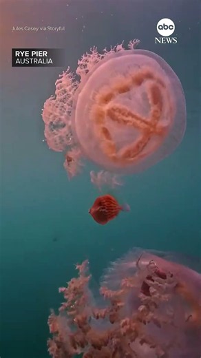 Little fish can't decide which jellyfish to swim under