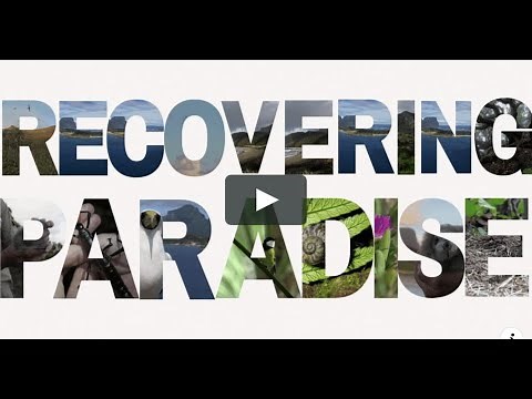Recovering paradise - How science informed a world first rodent removal program.