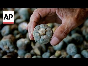 Sacred to Indigenous people, peyote is threatened by psychedelic renaissance and development