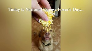 33K views · 223 reactions | Do you know anyone who loves cheese as much as Hutch?  | Daily Record | Facebook