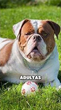 Bulldog Americano, imponente pero en realidad es grandulón muy bonachón 🔥🔥