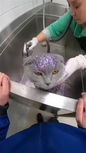 I Saved This Cat From His Cruel Owner! 🤯 #shorts