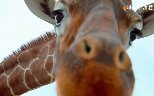 全球儿童必看的第一部大自然纪录片——Tiny.World《小小世界》1-2季全中英字幕1080p