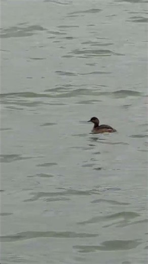 🦆 The Happiest Duck Family Ever Caught on Camera! #duck #ducklingspro #cute #birds #goose #animals