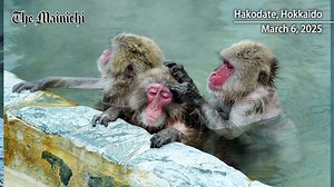 Hokkaido hot spring monkeys a winter hit with foreign visitors https://mainichi.jp/english/articles/20250314/p2a/00m/0na/002000c | The Mainichi - Japan Daily News | Facebook