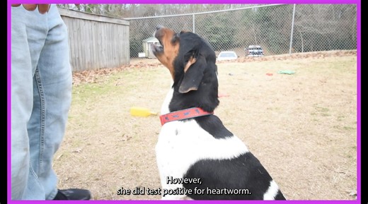 5.1K views · 83 reactions | Montgomery Humane Society Adoptable Pets on Reels | Facebook