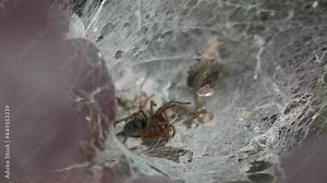 Spider calmly waiting for his next prey in it's trap -Close up