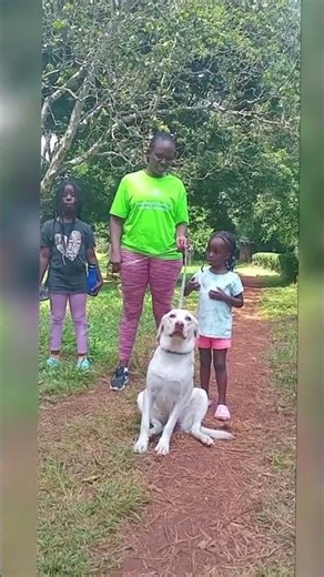 Encourage your dog Problem Solving