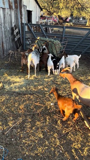 Fresh Hay = Happy Goats