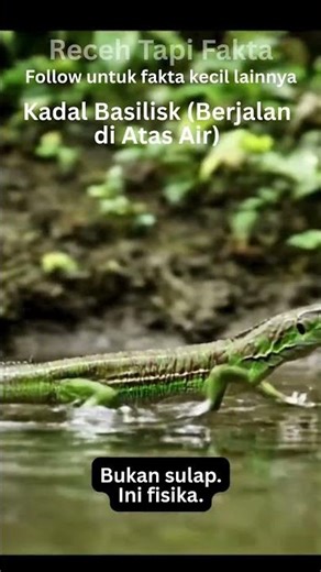 Kadal Ini Bisa Berlari di Atas Air