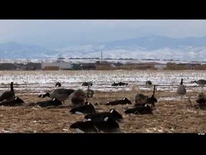 Hunting Canada Goose in Ontario