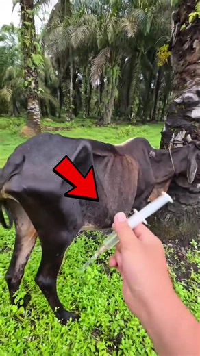 Gentle Cow Injection Techniques