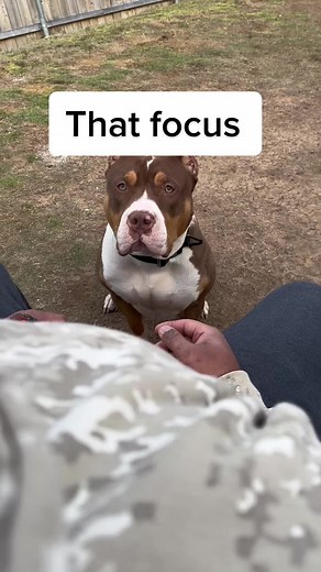 Building Patience with Your American Bully Dog