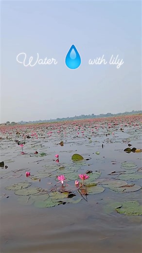 Let's see tenerife #fbreels #Lily #Sylhet #Bangladesh | Siraj Shahajan