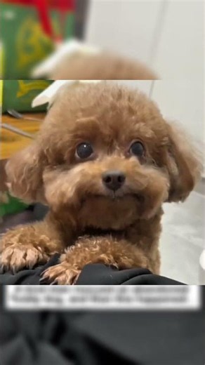 🐶 From Abandoned Puppy to a House Full of Happiness ❤️ | Amazing Dog Rescue Story