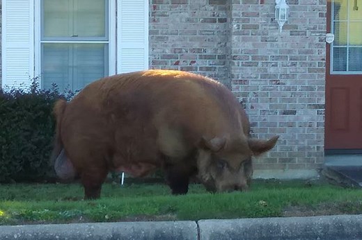Monster pig terrorizes Alabama town