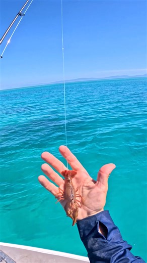 The ultra-realistic MUDBUG is a Crayfish lure like no other 🦞 With its epic vibrating legs, thumping tail & floating claws, this certified slayer is a winner in the water! Check out the range and find a dealer today!🎣 | Chasebaits Australia