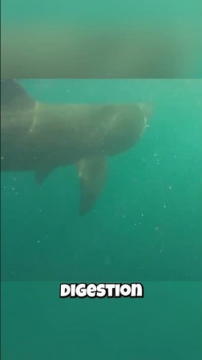 Basking Sharks: They're Secretly WARM-BLOODED?! 🔥