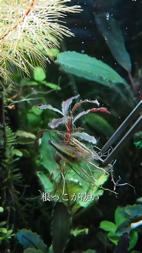 魅惑のブセファランドラ spゴーストカリマンタン #水草 #水槽 #アクアリウム
