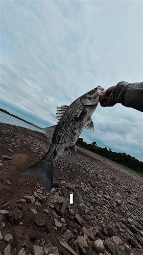 Double up on Arkansas River ! #fishing #tulsa #tiktok #pesca #striper | fishing