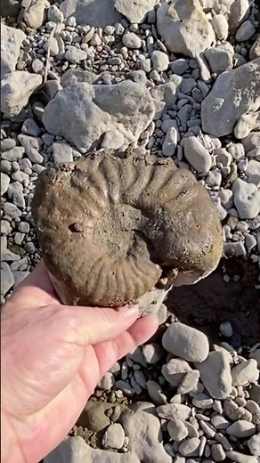 Surprise Ammonite Fossil Hunting discovery from North Texas creek adventure