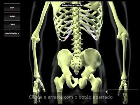 Software anatomia dos ossos v1.3 - esqueleto virtual