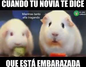 :'v Síguenos: El Loro Lorenzo | El Loro Lorenzo