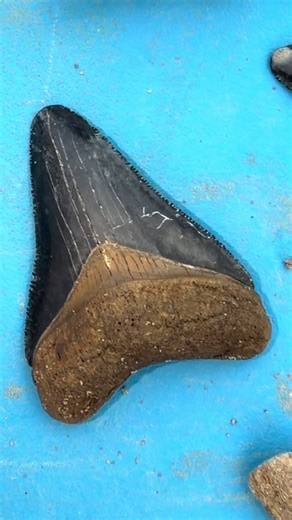 Amazing Megalodon Shark Tooth Discovery in Florida