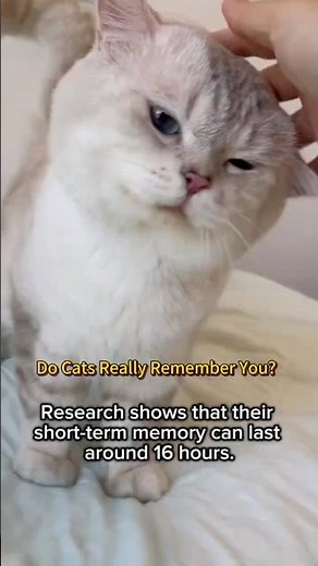 How Long Do Cats Remember Their Owners? | Cat Memory Explained #CatFacts #CatLovers #FelineWorld