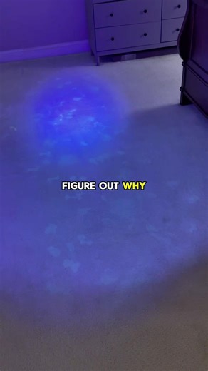 Puppy potty training turned into a disaster 🐶😃 Carpet cleaning for pet stains in Bucks County, PA