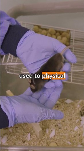 The Amazing Technique Of Rat Tickling! #animalresearch #scienceshorts