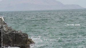 Brown pelican sitting on a rock, Paracas national reserve.