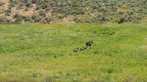 Moose will usually give birth to one calf, but it is not uncommon for twins to be born if food is plentiful. Enjoy this footage of a Utah moose and her twin calves in honor of #NationalSiblingsDay! | Utah Division of Wildlife Resources