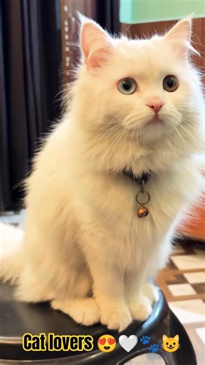 sings your Cat is judging you 😺🐾😍😊||Cat Lover 😍||#shortsfeed #animallife #yt #viral #pets #catlove