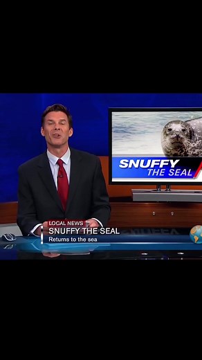 Snuffy the Seal: A Heartwarming Return Story