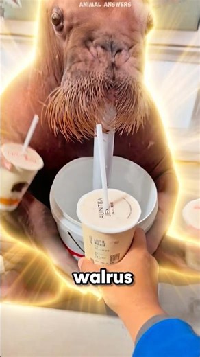 Giant Playful Walrus 🦭💕 #animals #shorts