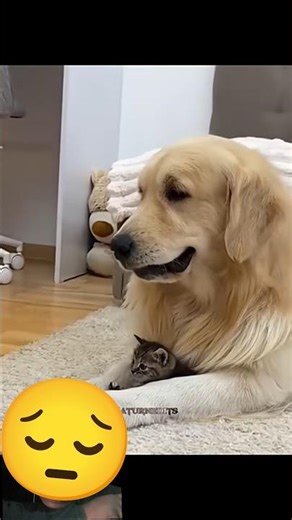 A woman is followed by an abandoned kitten, and the kitten is finally adopted🥺❤️#respect #cat