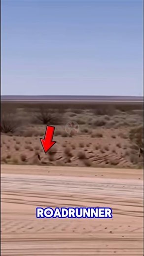 Roadruner // The Bird So Fast… Even Rattlesnakes Can’t Bite It #shorts #roadrunners #birdfacts