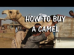The Biggest Camel Market in the Middle East