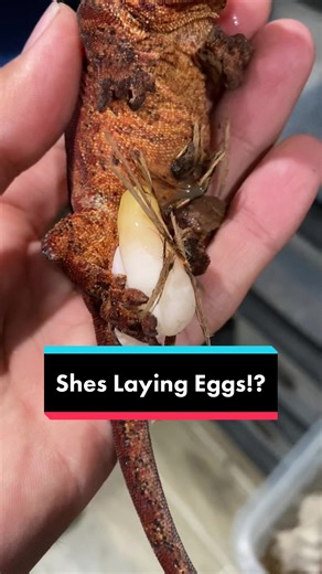 Female Gargoyle Gecko Care: Egg-Laying Behavior Revealed!