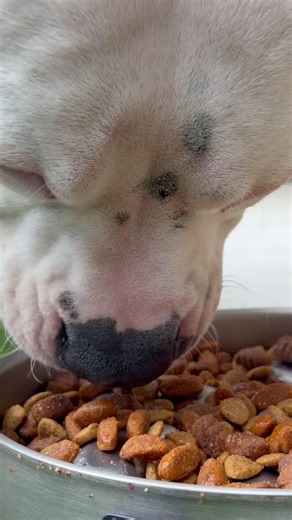 White Pitbull Puppy Eating Crunchy Kibble With ASMR🔊🐶 #cute #asmr #puppy #pitbull #asmrsounds #dog