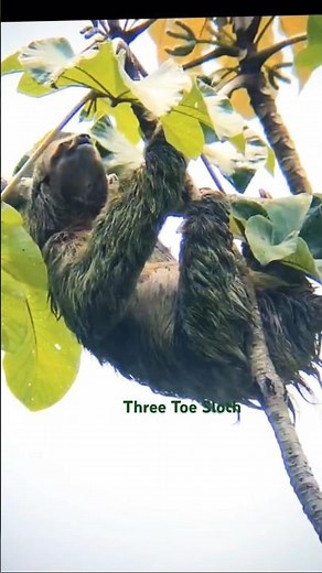 Three-Toed Sloth Finds COMPLETE Peace Hanging In Trees