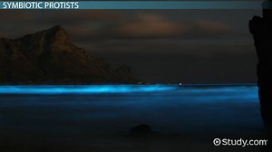 The Role of Symbiotic & Photosynthetic Protists