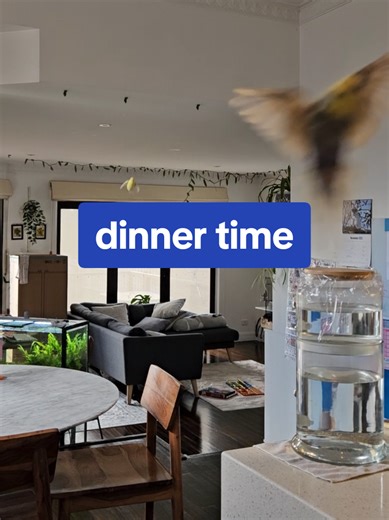 Understanding Budgie Routines: Feeding Time Insights